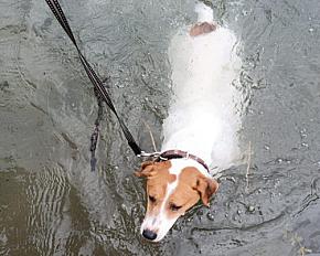 A donner jack Russel mâle 4 ans - Rhône - Photo 2