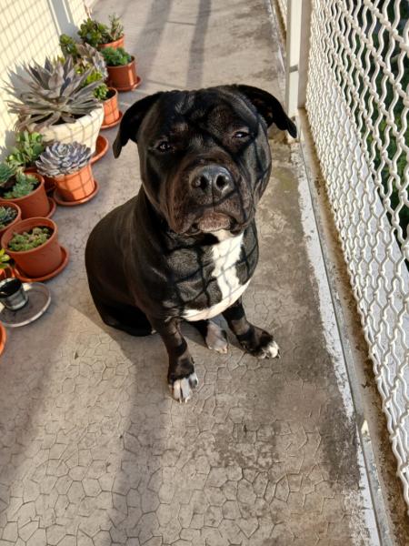Donne Staffy mâle LOF fort caractère  9 mois - Vaucluse