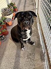 Donne Staffy mâle LOF fort caractère  9 mois - Vaucluse