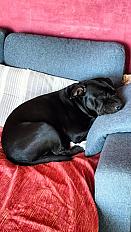 Donne Staffy mâle LOF fort caractère  9 mois - Vaucluse - Photo 2