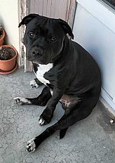 Donne Staffy mâle LOF fort caractère  9 mois - Vaucluse - Photo 3