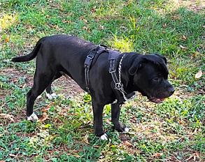 Donne Staffy mâle LOF fort caractère  9 mois - Vaucluse - Photo 4