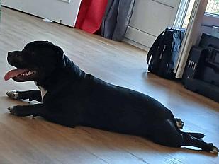 Donne Staffy mâle LOF fort caractère  9 mois - Vaucluse - Photo 5