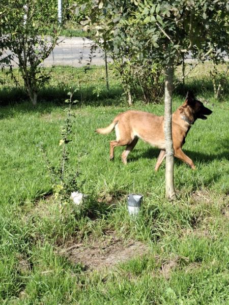 Donne chienne malinois 4 ans - Saône et Loire