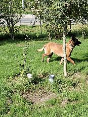 Donne chienne malinois 4 ans - Saône et Loire