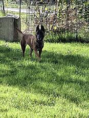 Donne chienne malinois 4 ans - Saône et Loire - Photo 2