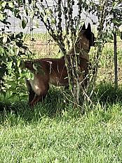 Donne chienne malinois 4 ans - Saône et Loire - Photo 3