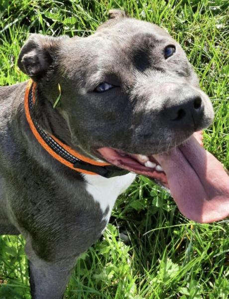 Donne ensemble 2 amstaff LOF 3 ans - Côte d'Or