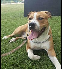 Donne ensemble 2 amstaff LOF 3 ans - Côte d'Or - Photo 2