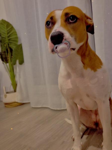 Donne pointer x labrador femelle 4 ans - Essonne