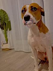 Donne pointer x labrador femelle 4 ans - Essonne