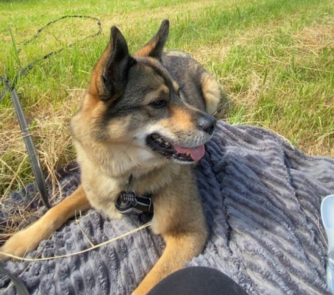 Donne berger mâle 5 ans - Meurthe et Moselle