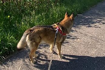 Donne berger mâle 5 ans - Meurthe et Moselle - Photo 2