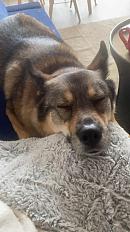 Donne berger mâle 5 ans - Meurthe et Moselle - Photo 3