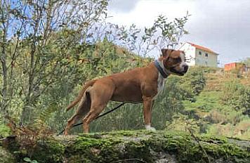 Donne Syla amstaff femelle 4 ans - Deux Sèvres
