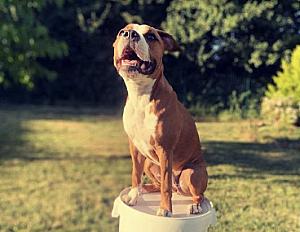 Donne Syla amstaff femelle 4 ans - Deux Sèvres - Photo 2