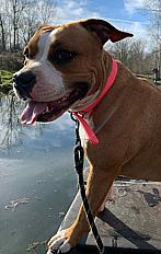 Donne Syla amstaff femelle 4 ans - Deux Sèvres - Photo 3
