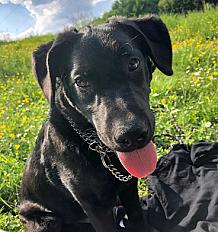 Donne labrador mâle 7 ans - Loir et Cher