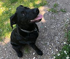 Donne labrador mâle 7 ans - Loir et Cher - Photo 2