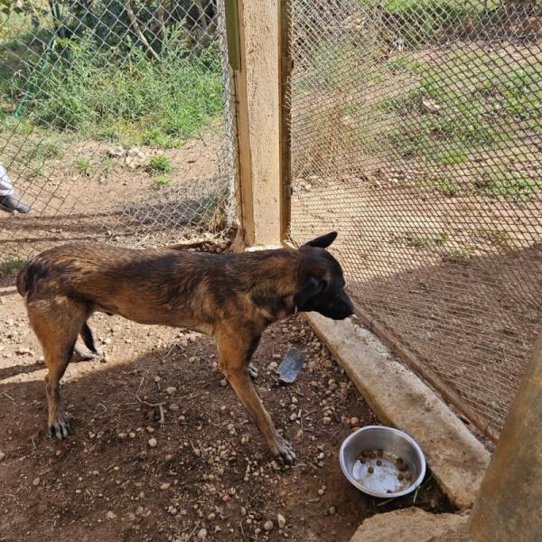 Donne chien malinois 2 ans - Gard