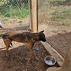 Donne chien malinois 2 ans - Gard