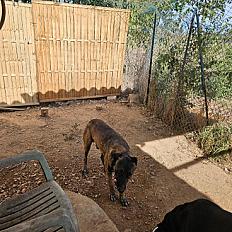 Donne chien malinois 2 ans - Gard - Photo 2