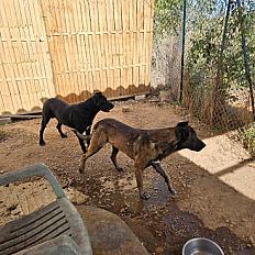 Donne chien malinois 2 ans - Gard - Photo 3