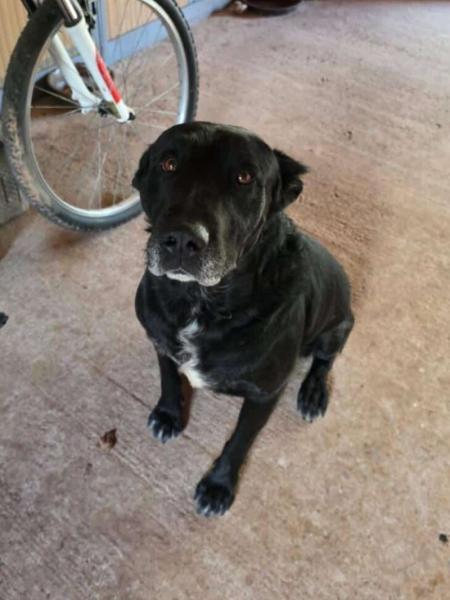 Donne chien labrador  5 ans - Gard