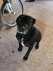 Donne chien labrador  5 ans - Gard