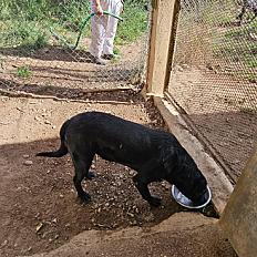 Donne chien labrador  5 ans - Gard - Photo 2