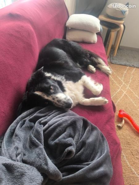 Donne chien Border collie mâle 2 ans - Paris