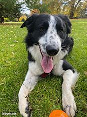Donne chien Border collie mâle 2 ans - Paris - Photo 2