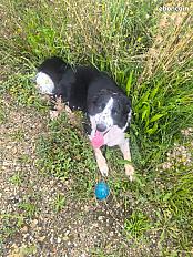 Donne chien Border collie mâle 2 ans - Paris - Photo 3