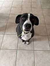 Donne Staffie x Springer 5 ans - Charente