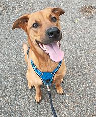 Donne chienne beauceron croisée 5 ans - Indre et Loire