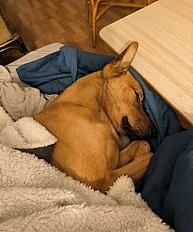 Donne chienne beauceron croisée 5 ans - Indre et Loire - Photo 2