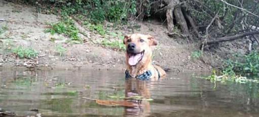Donne chienne beauceron croisée 5 ans - Indre et Loire - Photo 3