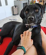 Donne staffie x border collie femelle 2 ans - Bouches du Rhône