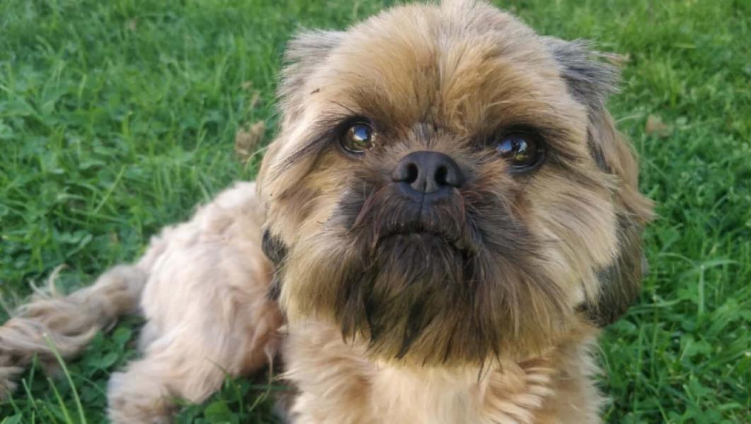 Donne gentil Shih Tzu chocolat mâle 4 ans - Pyrénées Atlantiques