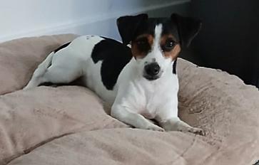 Donne Cannelle, Jack Russell croisée, douce mais réactive 1 an - Savoie