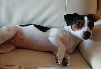 Donne Cannelle, Jack Russell croisée, douce mais réactive 1 an - Savoie - Photo 2