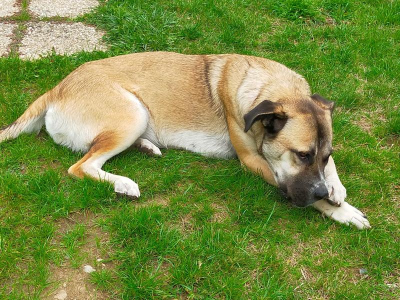 Donne chienne cane corso croisée 1 an - Morbihan