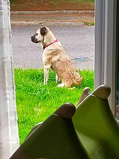 Donne chienne cane corso croisée 1 an - Morbihan - Photo 2