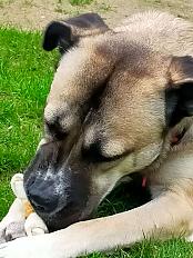 Donne chienne cane corso croisée 1 an - Morbihan - Photo 3