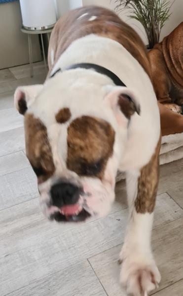 Donne Bouledogue anglais 3 ans - Aveyron