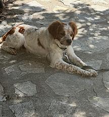 Donne Épagneul breton 2 ans - Var