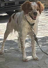 Donne Épagneul breton 2 ans - Var - Photo 2