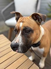 Donne Chienne amstaff LOF 4 ans - Sarthe