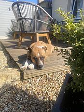 Donne Chienne amstaff LOF 4 ans - Sarthe - Photo 2