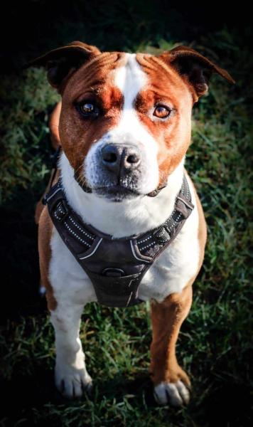 Donne Shango amstaff mâle 7 ans - Gironde